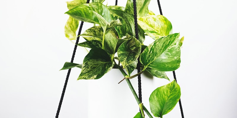 足球运动员在训练场上进行战术演练